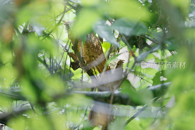 夜行鸟:成年白额镜鸮(Otus sagittatus)。